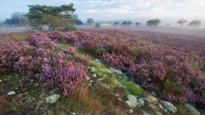 droge heide met rendiermos