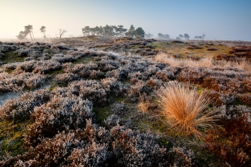 Droge heide