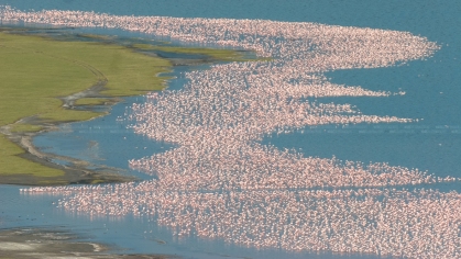 Flamingo's bij Nakuru