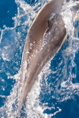 Gewone dolfijn