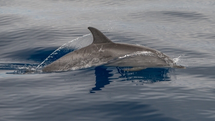 Gewone dolfijn